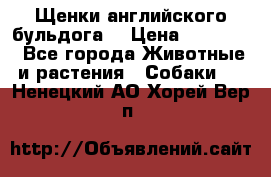 Щенки английского бульдога  › Цена ­ 60 000 - Все города Животные и растения » Собаки   . Ненецкий АО,Хорей-Вер п.